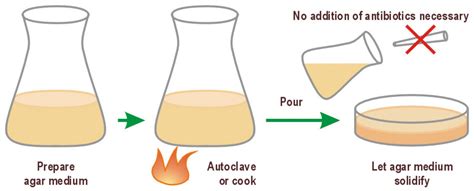 dissolve lb agar without autoclave|how to prepare agar plates.